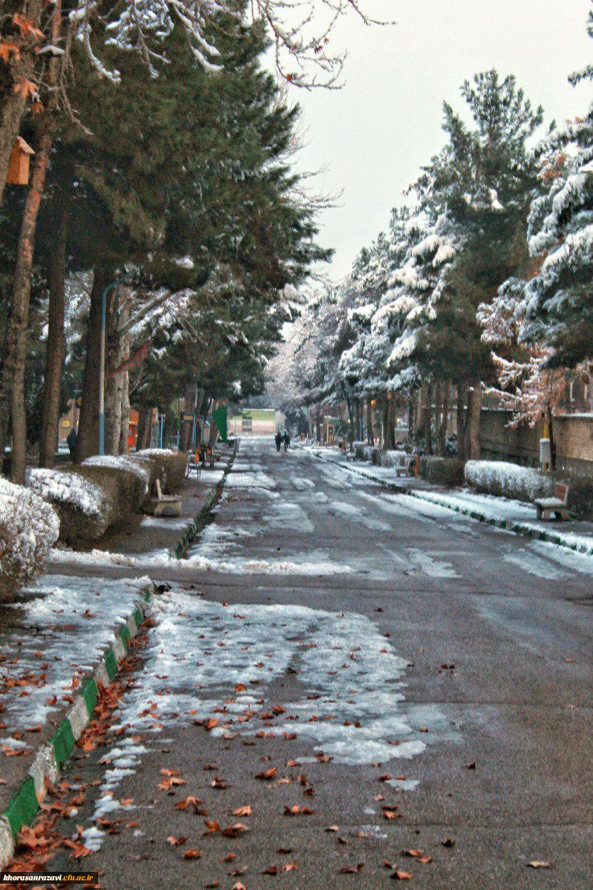 گالری تصاویر  روز های برفی دانشگاه فرهنگیان خراسان رضوی  6