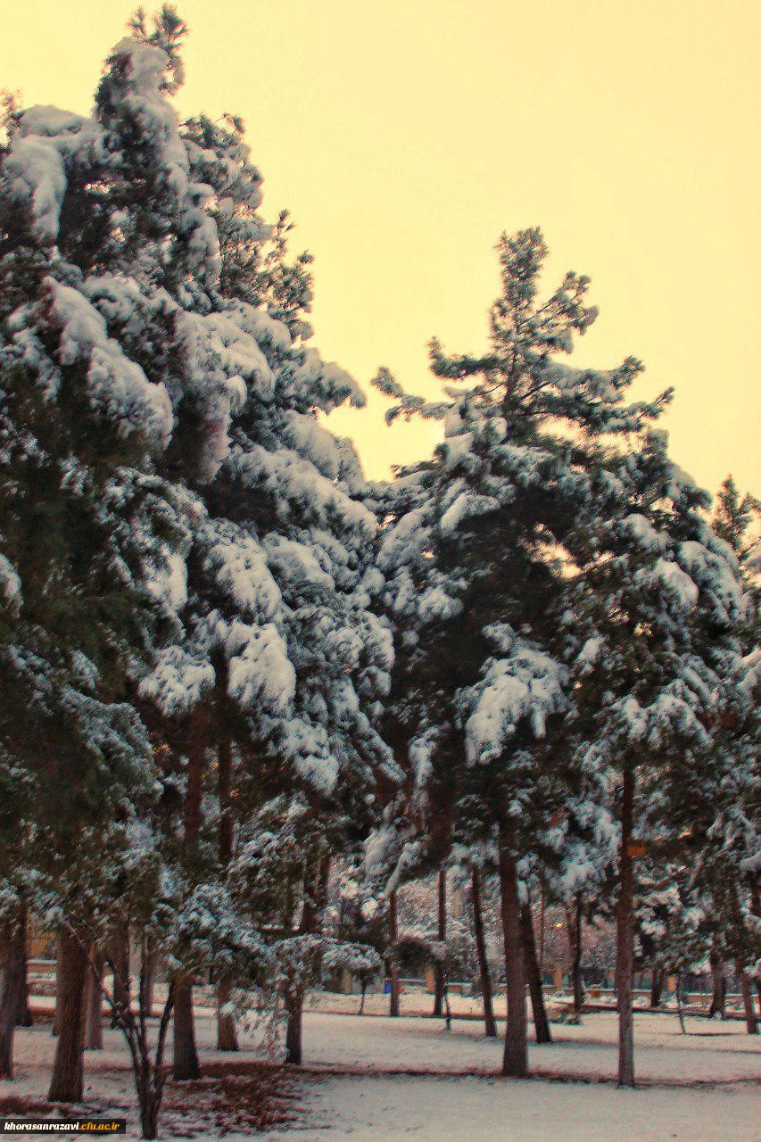 گالری تصاویر  روز های برفی دانشگاه فرهنگیان خراسان رضوی  15