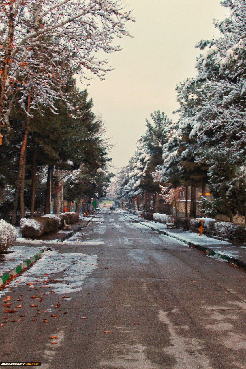 گالری تصاویر  روز های برفی دانشگاه فرهنگیان خراسان رضوی  16