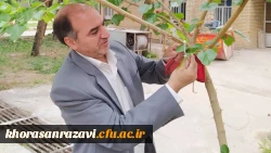 نامگذاری درختان پردیس شهید بهشتی به یاد شهدای تربیت معلم و همکاران درگذشته دانشگاه فرهنگیان خراسان رضوی