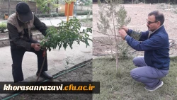 نامگذاری درختان پردیس شهید بهشتی به یاد شهدای تربیت معلم و همکاران درگذشته دانشگاه فرهنگیان خراسان رضوی